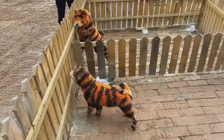 1_cachorro_tigre_1-35169421