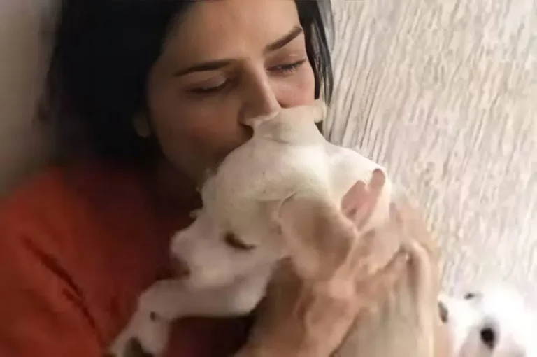 capa-leticia-sabatella-caes-doados