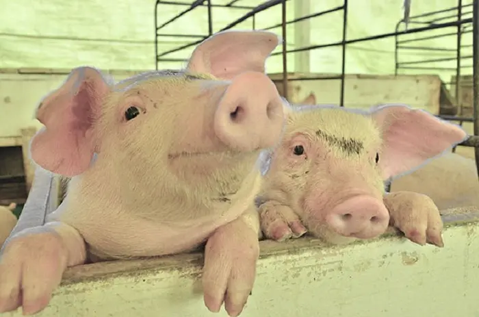 imagem_2025-03-07_151906467