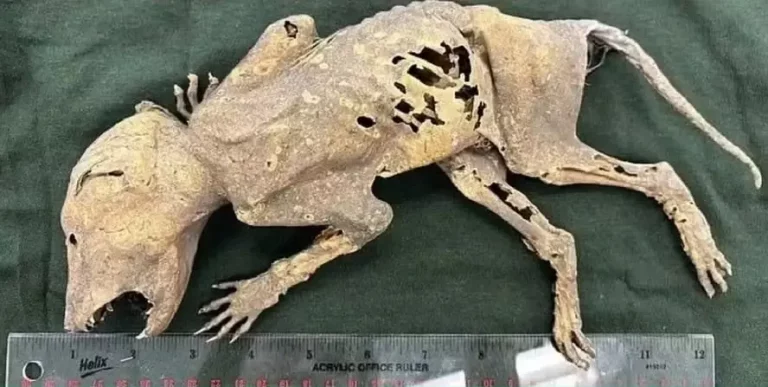 4f6cca81-66ed-459a-9bf9-1654c03d19e8