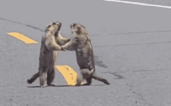 captura-de-tela-2025-05-12-194921 (1)