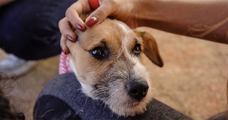 20250704_cachorro-1024x538