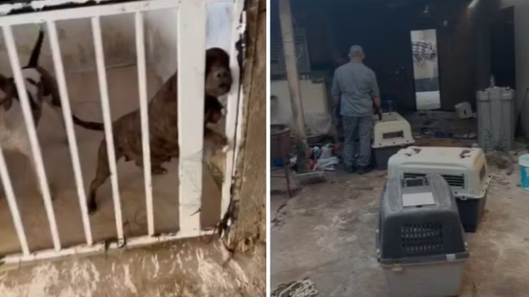 Captura de tela 2025-07-12 103156