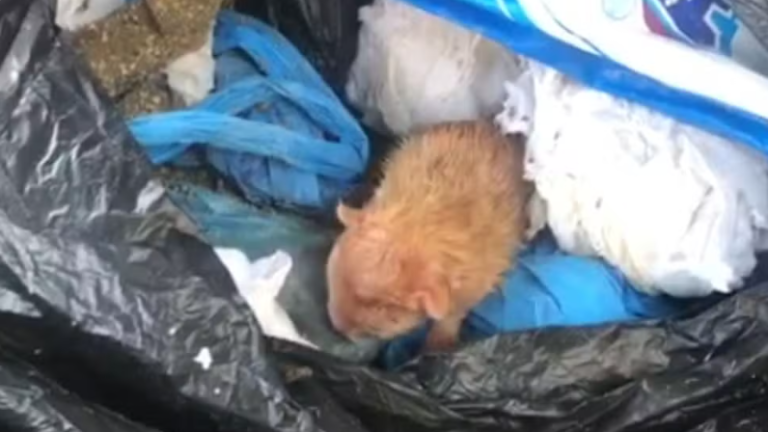 Captura de tela 2025-09-13 102011