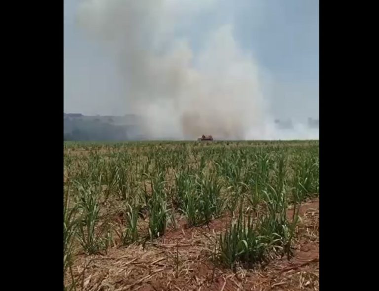 incendio canavial pedranopolis