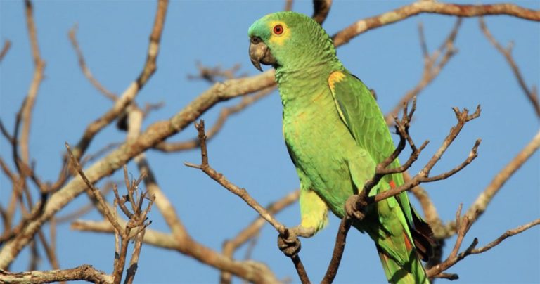 20250924_papagaio-1024x538