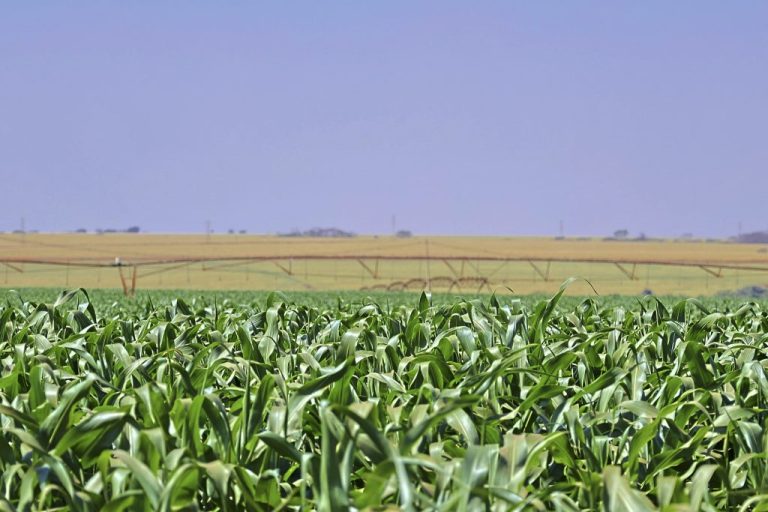 Agro-plantio-1024x683