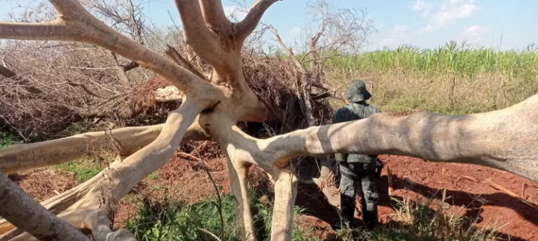 Captura de tela 2025-10-20 103636