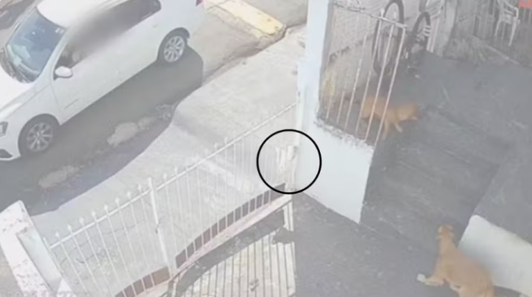 Captura de tela 2025-10-20 163936