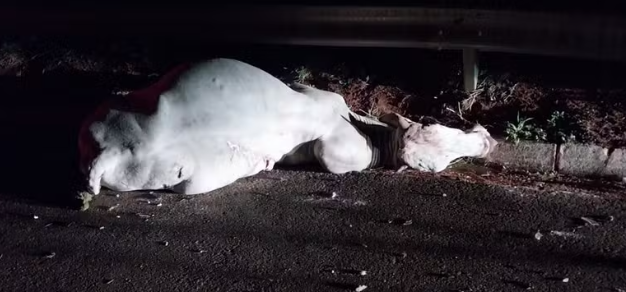 Captura de tela 2025-10-28 103939