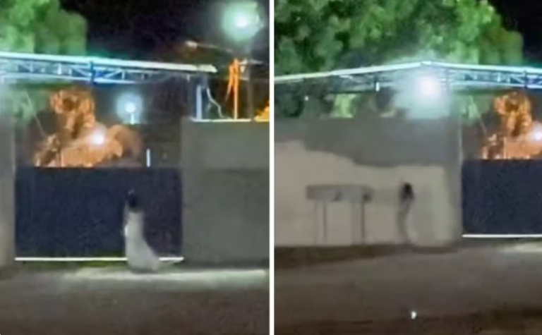 Captura de tela 2025-10-28 155741