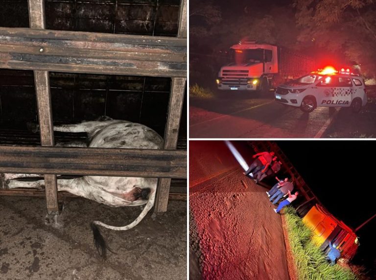 caminhão com gado tomba