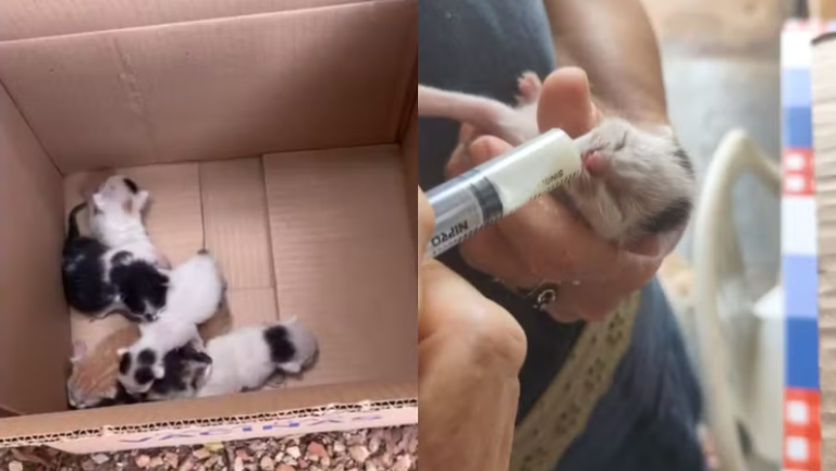 Captura de tela 2025-12-06 102324