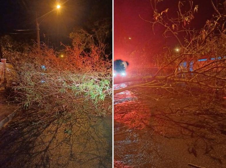 arvore cai rosa amarela em Fernandópolis