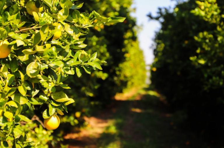 Captura-de-tela-2025-12-15-121729-1024x678 (1)