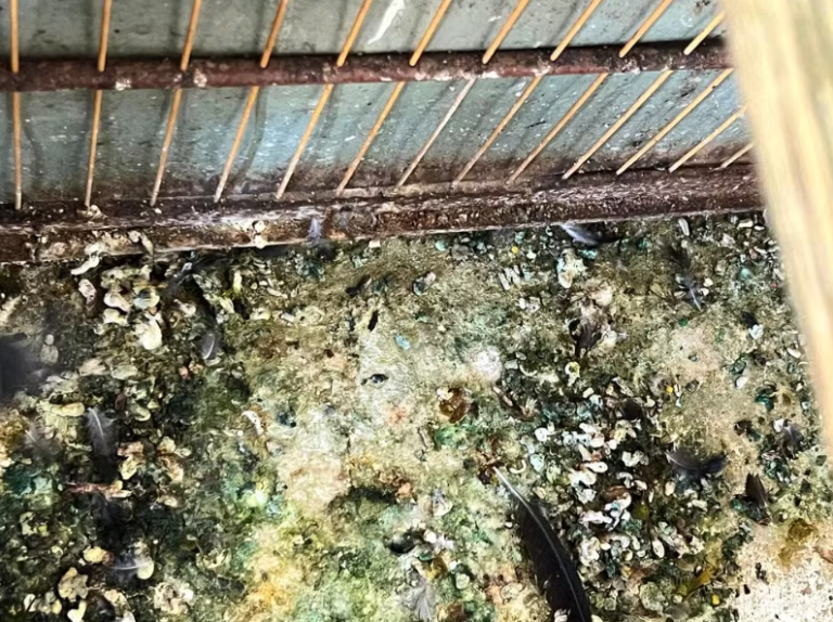 Captura de tela 2026-01-06 171202