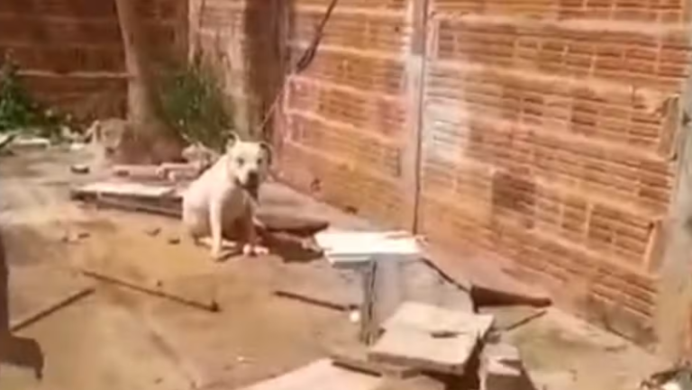 Captura de tela 2026-01-07 110009