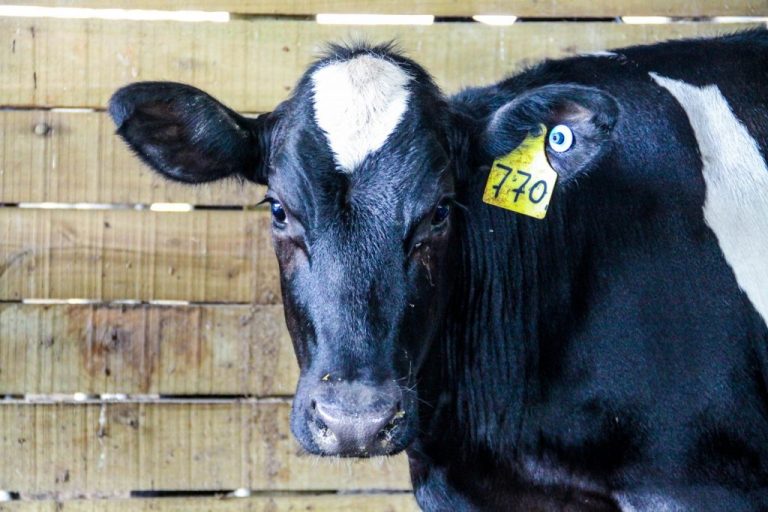 Sanidade-Animal-Primeira-etapa-de-vacinacao-brucelose-2026-1024x682-1