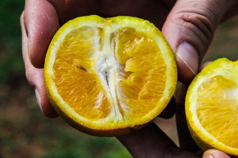 combate-ao-Greening-1024x682-1