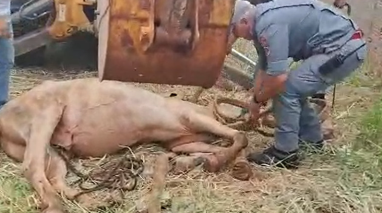 Captura-de-tela-2026-02-18-170716