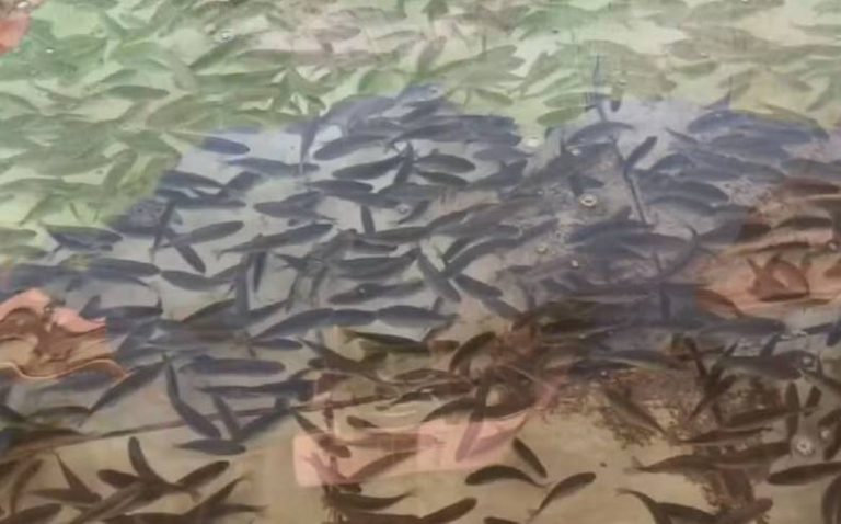 Captura-de-tela-2026-02-28-105209